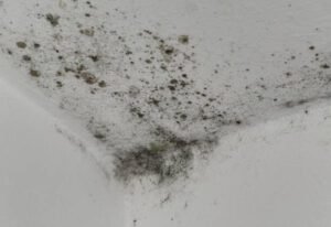 como limpiar manchas de humedad de las paredes